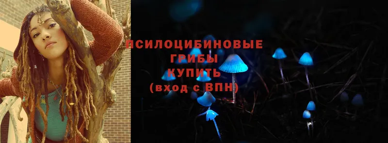 Галлюциногенные грибы Psilocybe  ссылка на мегу зеркало  даркнет состав  Батайск 